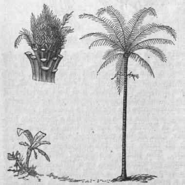 Cabbage Palm (Areca oleracea).