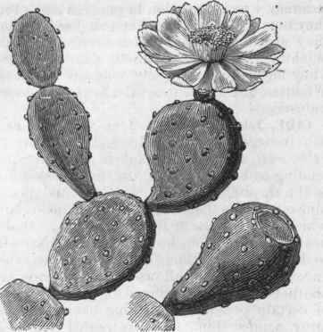 Cactus Opuntia.