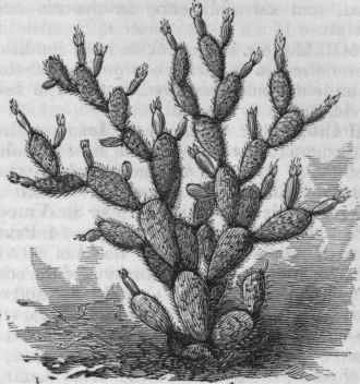 Cactus cochinillifer.