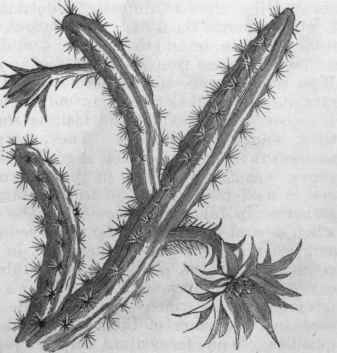 Cactus flagelliformis.