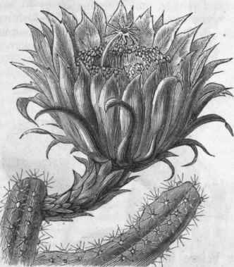 Cactus grandiflorus.