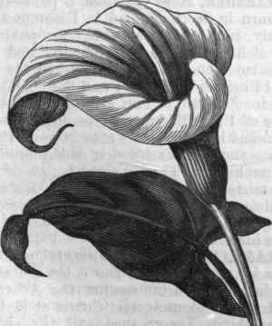 Calla AEthiopica.