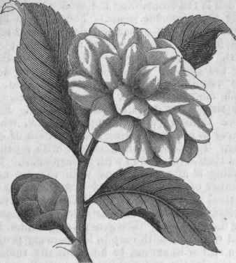 Camellia Japonica.