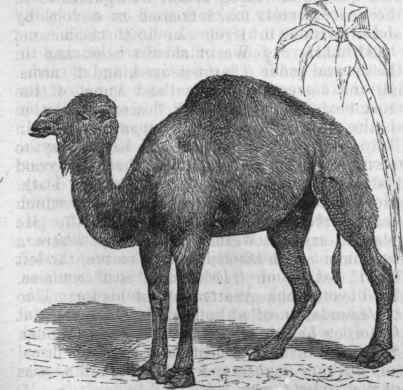 Camelus Arabicus.