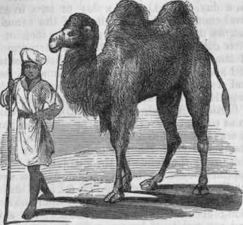 Camelus Bactrianus.