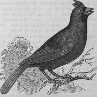 Cardinal Bird (Cardinalis Virginianus).