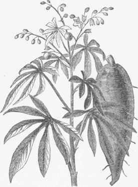 Cassava (Manihot utilissima).