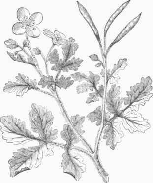 Celandine (Chelidonium majus).