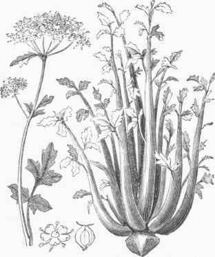 Celery (Apium graveolens).