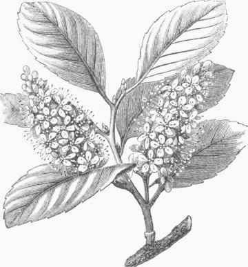 Cherry Laurel (Prunus iauro cerasus)