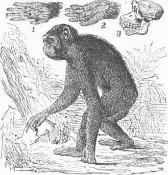 Chimpanzee (Troglodvtes niger). 1. Hand of Chimpanzee. 2. Foot. 3. Skull.