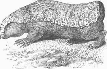 Chlamyphorus.