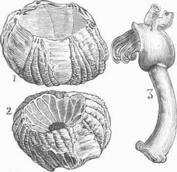 Cirripedes Or Cirrkopoda Lat 0400291