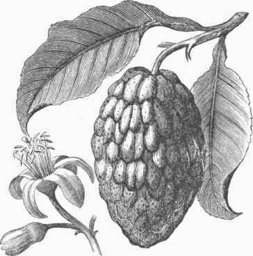 Citrus medica.