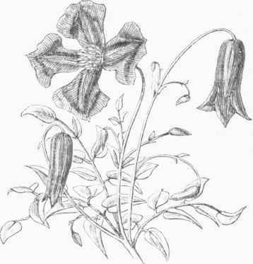 Clematis viticella.
