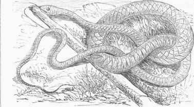 Coach whip Snake.