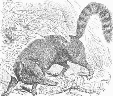 Coaiti mondi (Nasua rufa).