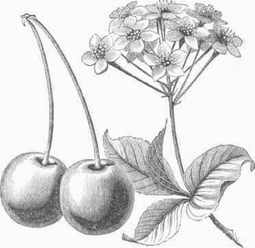 Common Cherry.