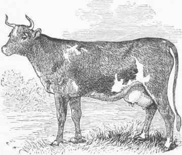 Dolly Ayrshire Cow