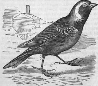 Lark Bunting (Plectrophanes Lapponicus).