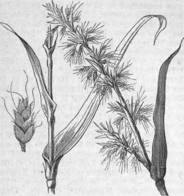 Sweet Flag (Acorus calamus, or Calamus aromaticus).