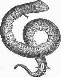 Amphiuma means.