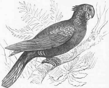 Banksian Cockatoo (Calyptorhynchus stellata).