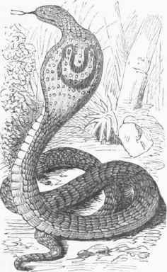 Cobra de Capello.