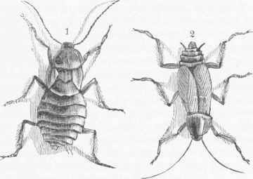 Cockroach. 1. Male. 2. Female.