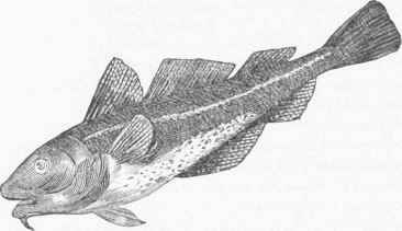 Cod (Morrhua Americana).