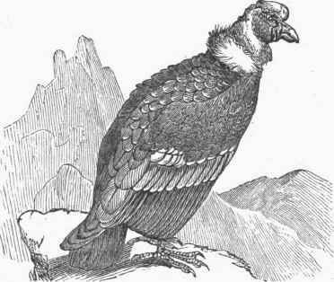 Condor (Sarcoramphus gryphus).