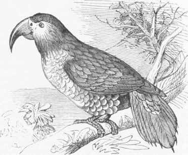 Long billed Cockatoo (Nestor produetus).