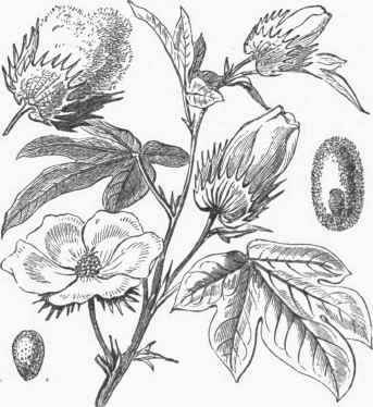 Shrub Cotton (Gossypium Barbadense).