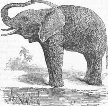 African Elephant.