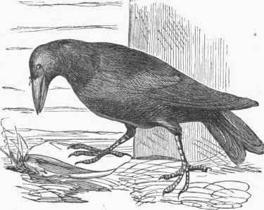 American Crow (Corvus Americanus).
