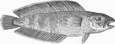 American Cusk (Brosimus flavescens).