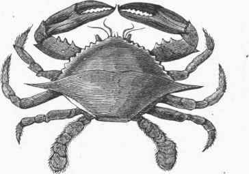 American Edible Crab (Callinectes hastatus).