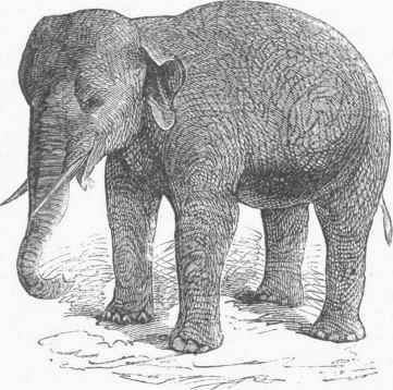 Asiatic Elephant.