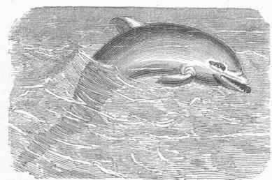 Bottle nosed Dolphin (Delphinus tursio).