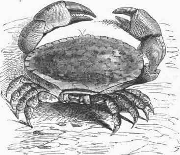 Common Crab of Europe (Cancer pagurus).