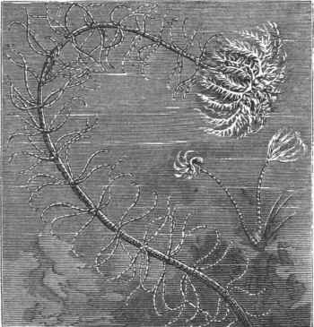 Crinoidea.