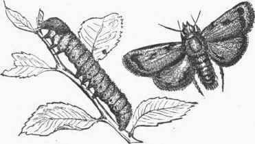 Cut worm and Moth.