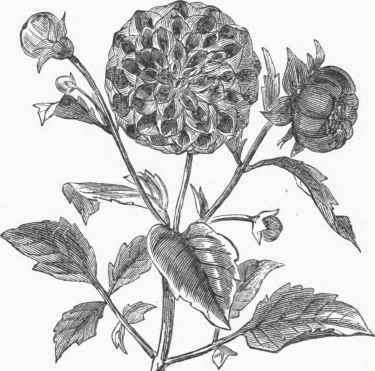 Dahlia.