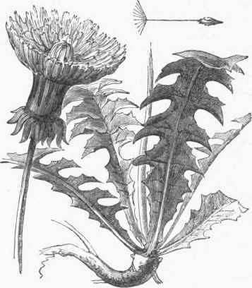 Dandelion (Leontodon taraxacum).