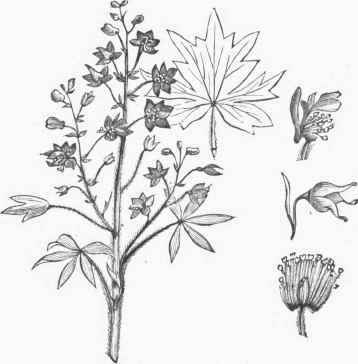 Delphinium staphisagria.