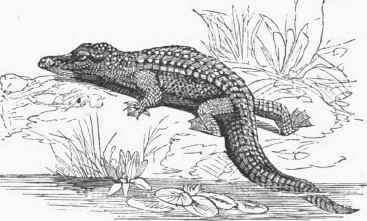 Egyptian Crocodile (Crocodilus vulgaris).