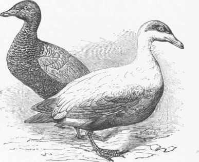 Eider Ducks (Somateria mollissima), Male and Female.