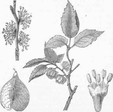 English Elm (Ulmus campestris).