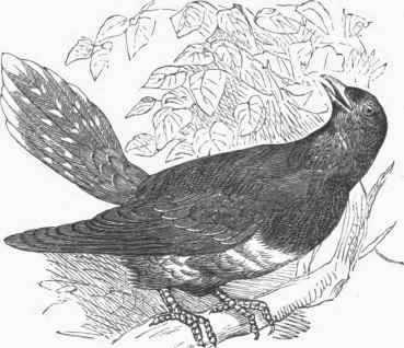 European Cuckoo (Cuculus canorus).