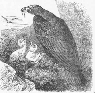 Golden Eagle (Aquila chrysaetos).